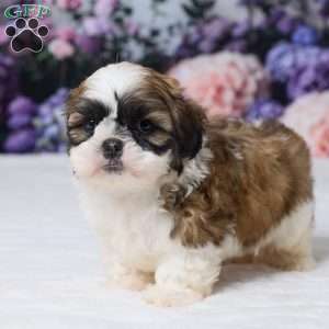 Rambo, Shih Tzu Puppy